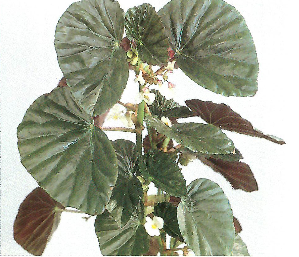 B. ‘Pet’